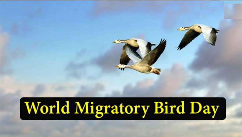 World Migratory Bird Day