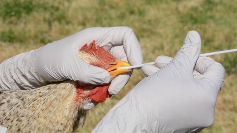 Bird Flu in India